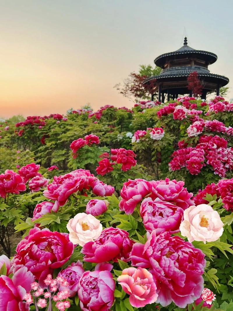 丹景山风景区：蜀中胜地，牡丹飘香