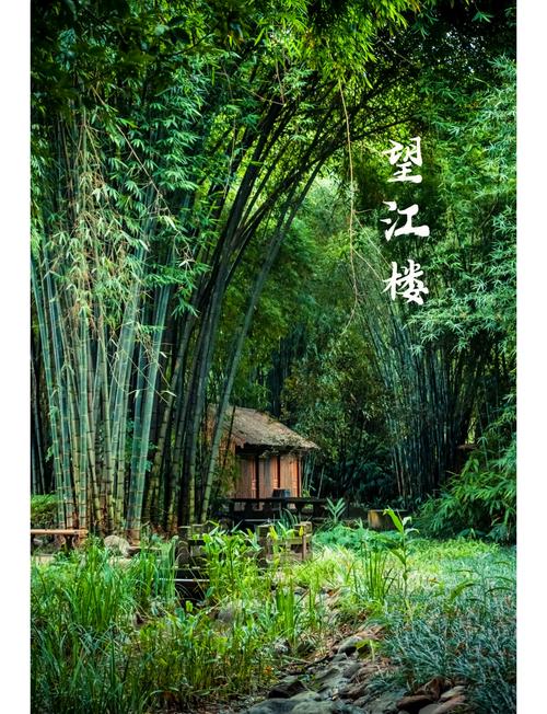 详细阅读:望江公园:竹韵悠悠,诗意绵绵 望江公园:竹韵悠悠,诗意绵绵