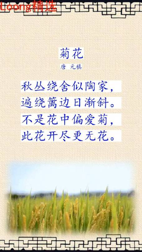 东篱菊园：秋日里的诗意栖居