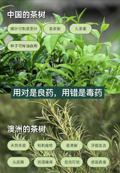 详细阅读:茶树精油:消炎抗菌的天然瑰宝 茶树精油:消炎抗菌的天然瑰宝