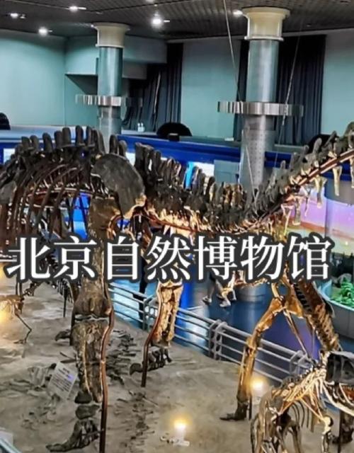 探秘古都心脏，邂逅自然奇境——北京自然博物馆深度游