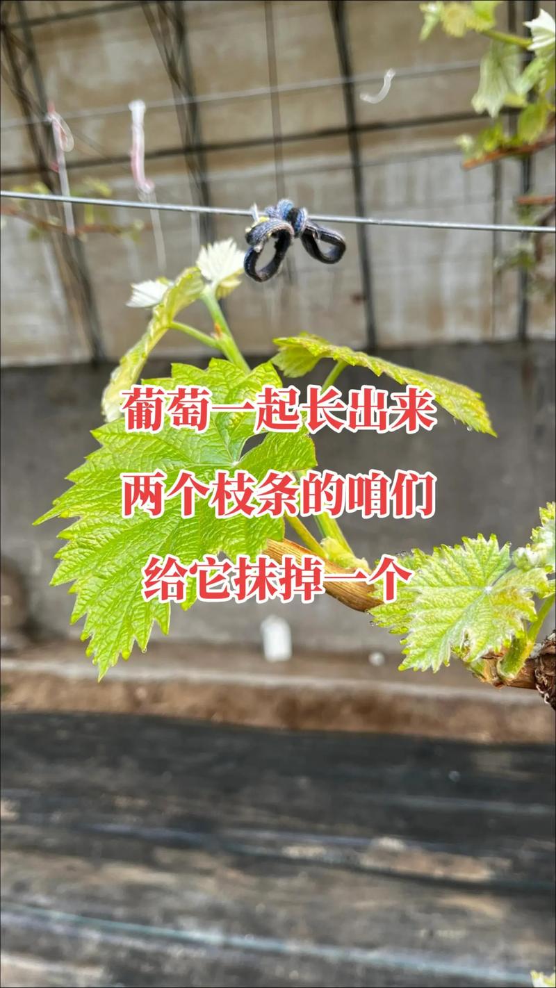 详细阅读:葡萄种植:从入门到精通的全方位指南 葡萄种植:从入门到精通的全方位指南