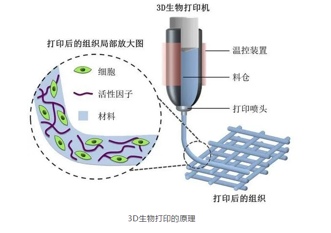 3D生物打印：塑造生命科学的新维度
