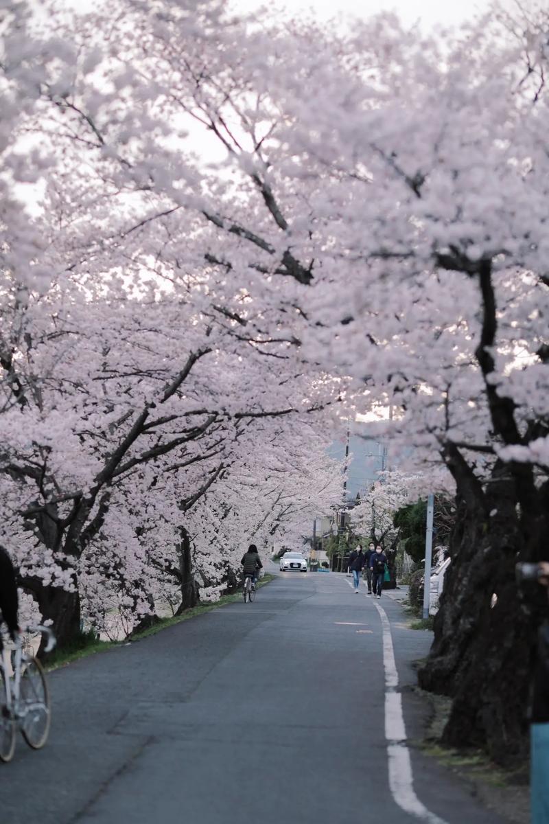 京都樱花季旅游：赏樱盛宴，感受古都的浪漫与韵味