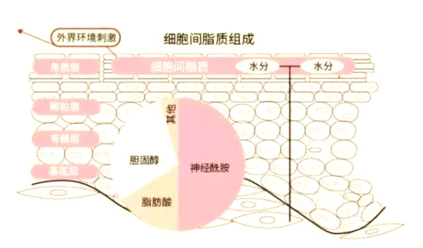 面霜改善肤质,面霜改善肤质的原理