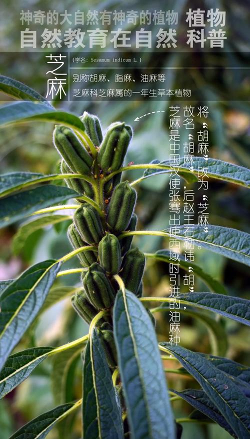 芝麻,芝麻的作用与功效