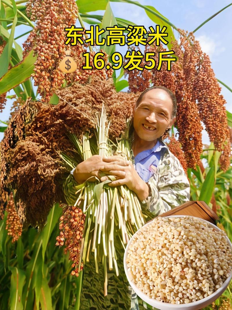 高粱,高粱米的功效与作用