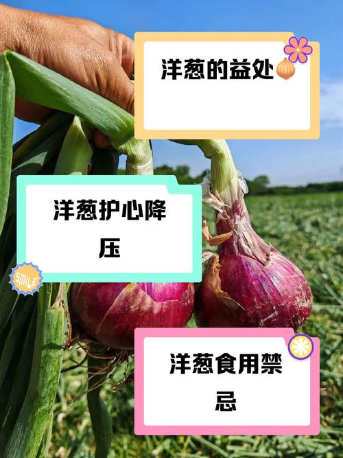 洋葱,洋葱的功效与作用