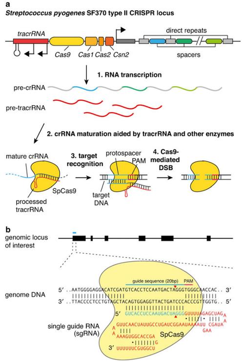 CRISPR-Cas9,crispr-cas9怎么念