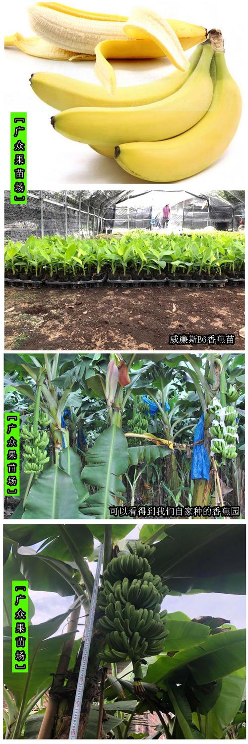 香蕉种植,香蕉种植方法全过程