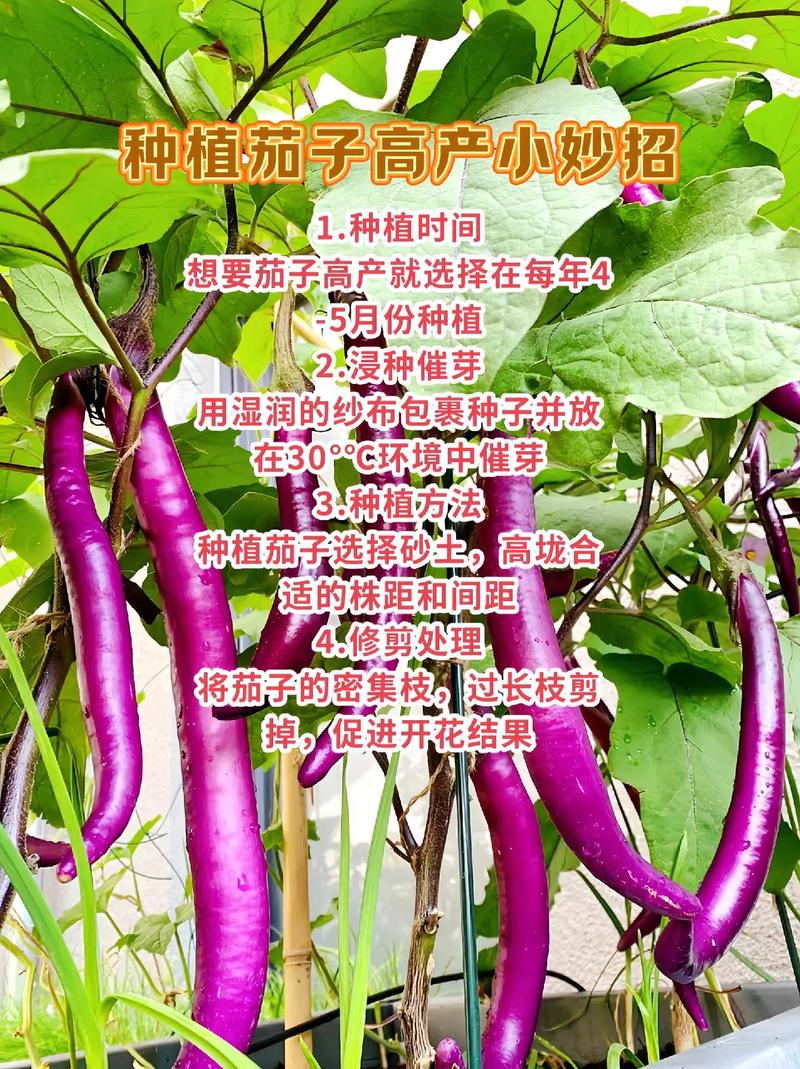 详细阅读:茄子,茄子的营养价值与功效 茄子,茄子的营养价值与功效