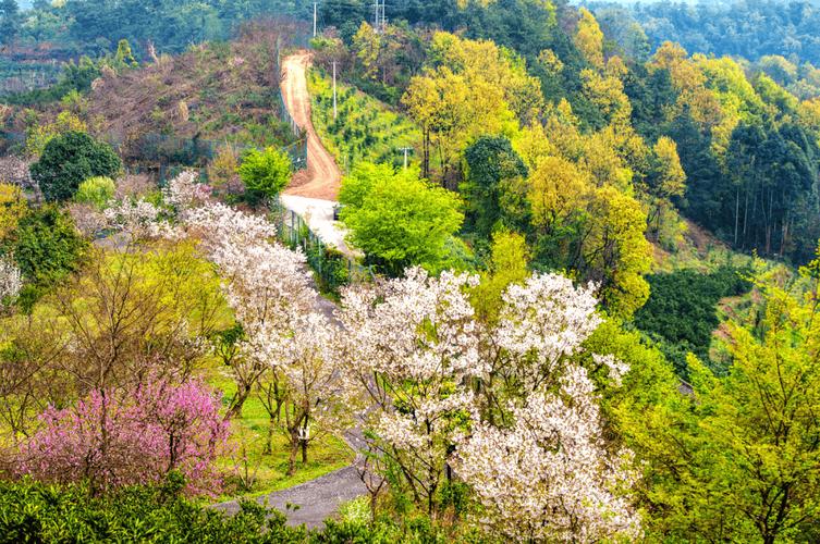 新津梨花溪,新津梨花溪风景区