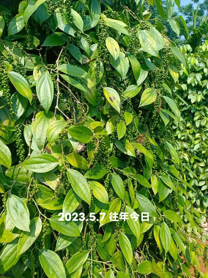 胡椒,胡椒的作用与功效